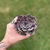 Echeveria Linda Jean - comprar online