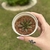 Echeveria Love Rain - comprar online