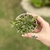Echeveria Love Rain - Bru Suculentas