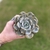 Echeveria Luna World - comprar online