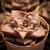 Echeveria Madiba com Verrugas - Bru Suculentas