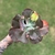 Echeveria Gibbiflora Nubilum Variegata - comprar online