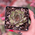 Echeveria Mexican Poldensis pote 11