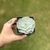 Echeveria Mont Blanc - comprar online