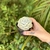 Echeveria Moondust na internet