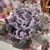 Echeveria Gibbiflora Nebula na internet
