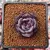 Echeveria Odette na internet