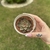 Echeveria Paso Doble - comprar online
