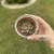 Echeveria Paso Doble - comprar online