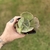 Echeveria Gibbiflora Pearl - comprar online