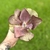Echeveria Pharaoh Variegata en internet