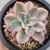 Echeveria Pink Harin Variegata