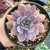 Echeveria Fire Pinky na internet