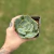 Echeveria Pistachio - comprar online