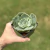 Echeveria Pistachio na internet