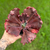 Echeveria Gibbiflora Red Regiis - comprar online