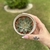 Echeveria Riga - comprar online