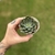 Echeveria Riga na internet