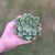 Echeveria Riga - Bru Suculentas
