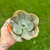 Echeveria Gibbiflora Rosa de Jade - comprar online