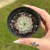 Echeveria Pink Sarahime - comprar online