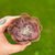 Echeveria Shaviana Hime na internet