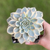 Echeveria Subsessilis Variegata - Bru Suculentas
