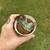 Echeveria Gibbiflora Thanos - comprar online