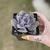 Echeveria Valkyrie Trumpet na internet