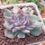 Echeveria Vampire Appaloosa - loja online