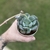 Echeveria x Pagoda - comprar online