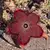 Edithcolea Grandis Vermelho - comprar online