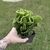 Euphorbia Alluaudii Cristata na internet