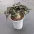 Euphorbia Francoisii M na internet