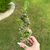 Euphorbia Monstruose - comprar online