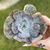 Echeveria Marble Magic Ball Variegata - comprar online
