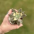 Graptopetalum Paraguayense Variegata - comprar online