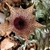 Huernia Barbata x Hislopii - comprar online