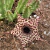 Huernia Guttata subs. Guttata - comprar online