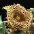 Huernia Hystrix - comprar online