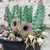 Huernia Namaquensis - comprar online
