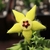 Orbea Semota - comprar online