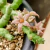 Piaranthus Geminatus - comprar online