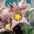 Piaranthus Punctatus ssp. Punctatus - comprar online