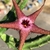 Stapelia Schinzii x Flavopurpurea - comprar online