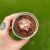Sedum Bronze Variegata - comprar online