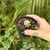 Sedum Joyce Toulouse Variegata na internet