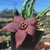 Stapelia Berlinensis - comprar online
