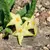 Stapelia Divaricata Amarela - comprar online