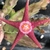 Stapelia Flavopurpurea Red - comprar online
